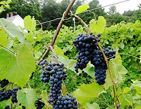 north-branch-vineyards
